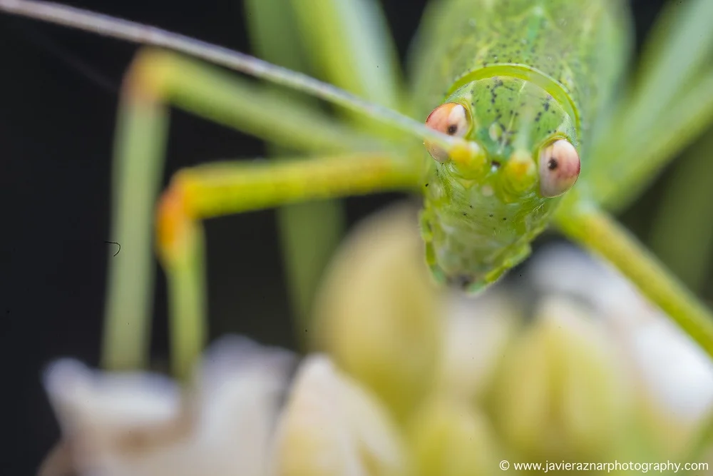Meike MK-MT24 Macro Twin Lite флэш памяти для цифровых зеркальных фотокамер Nikon Камера D5100 D5200 d5300 D700 D800 D810 D80 D90 D600 D610 D3100 D3200
