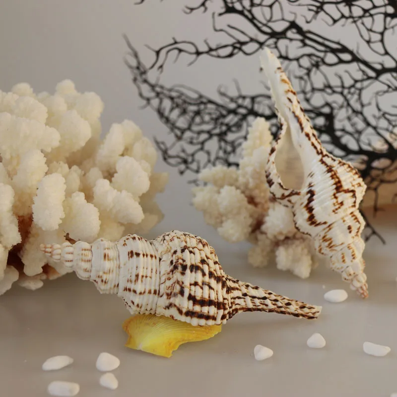 Бесплатная доставка (5 шт./лот) Шпиндель сасбери натуральная оболочка и ракушка