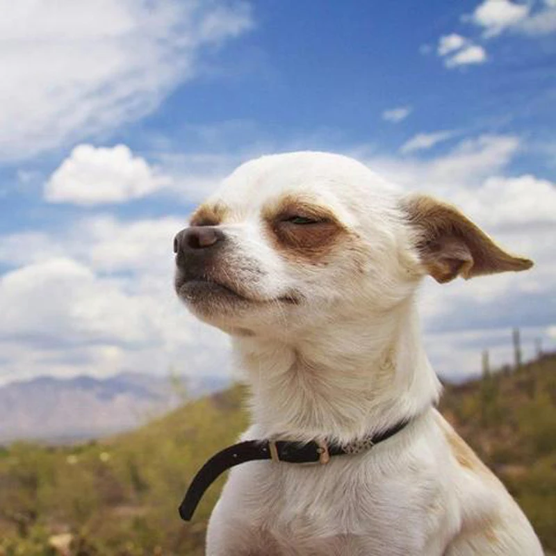 GLymg Алмазная картина полная дрель квадратная Diy вышивка счастливый Чихуахуа