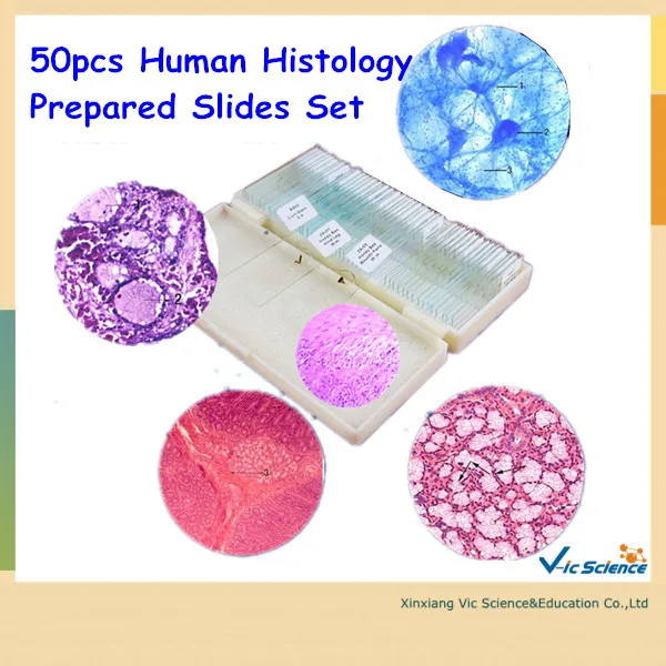 50pcs Human Histology Prepared Slides Set