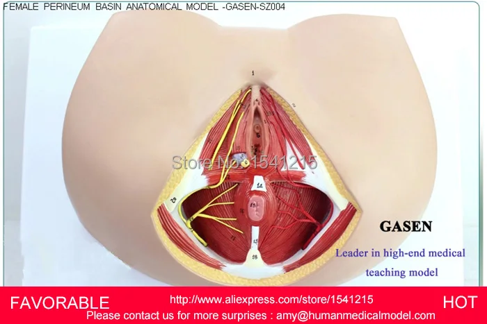 Женская репродуктивная модель вагины генитальная медицинская репродуктивной