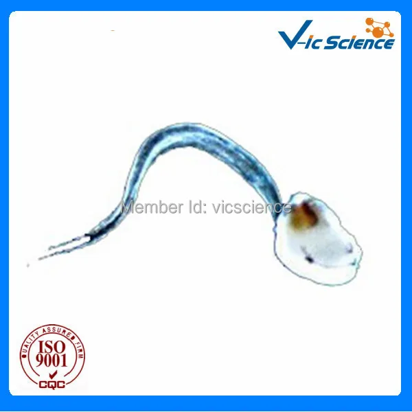 100 шт./компл. гистология животных подготовленные слайды|histology slides|pcs set |