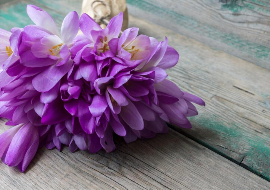 Обои Papel de parede букеты Crocuses фиолетовые цветы обои для ресторана гостиной дивана