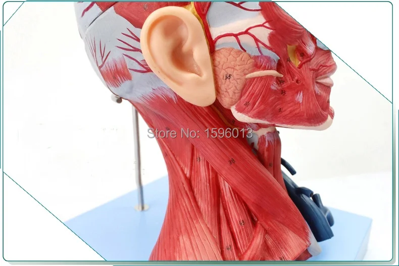 Анатомическая головка с мышцами нервы артерия мозга и глаз медицинская