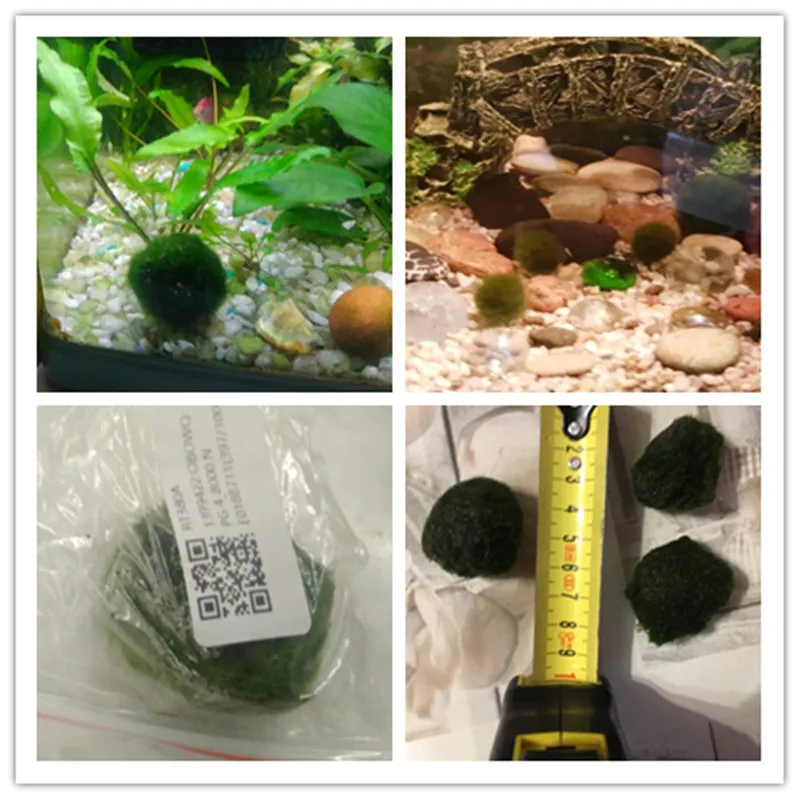 2-4 см мини аквариумные растения аквариумные рыбки креветки нано для MARIMO премиум качества моховые шарики украшение аквариума