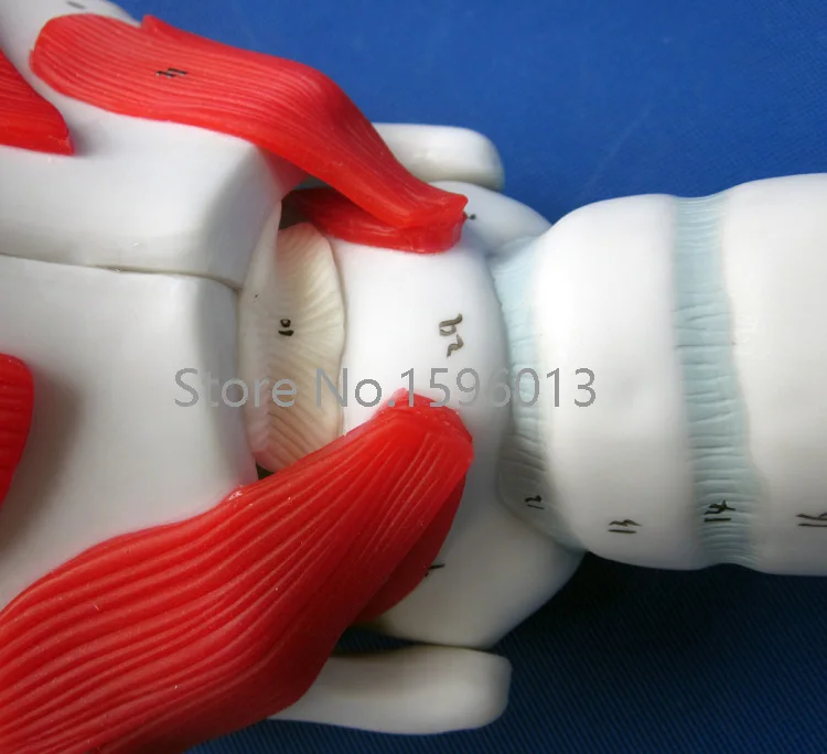 Популярная структура и функция модели ларинкса модель человеческого