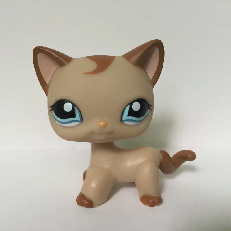 Маленький питомец голубые глаза каштановые волосы кошка свободная фигура для