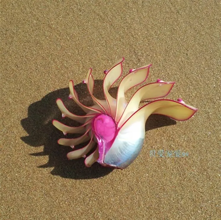 Rose Nautilus Conch Shell Ornaments Gifts - Home Furnishing Fossil Rare Collection Set of Four Famous image 3