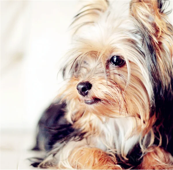 DIY алмаз живопись животное вышивка крестиком Кристалл площади алмазов