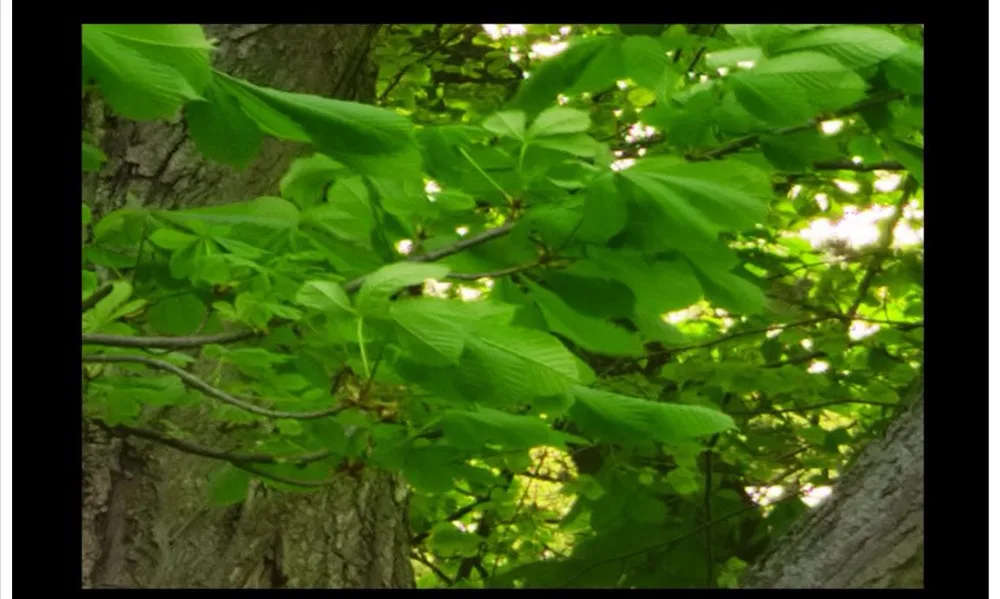 3D-обои на заказ настенные эстетические обои Простой Досуг зеленые деревья Лесной