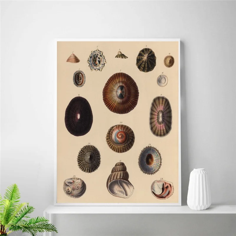 Винтажный Шелковый постер с морскими ракушками Haeckel домашний декор 24x32