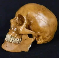 free shipping high artificial life size human skeleton model mask resin manikin skull model