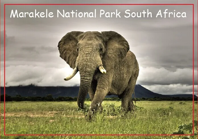 Дорожные магниты на холодильник воспоминания африканский слон национальный