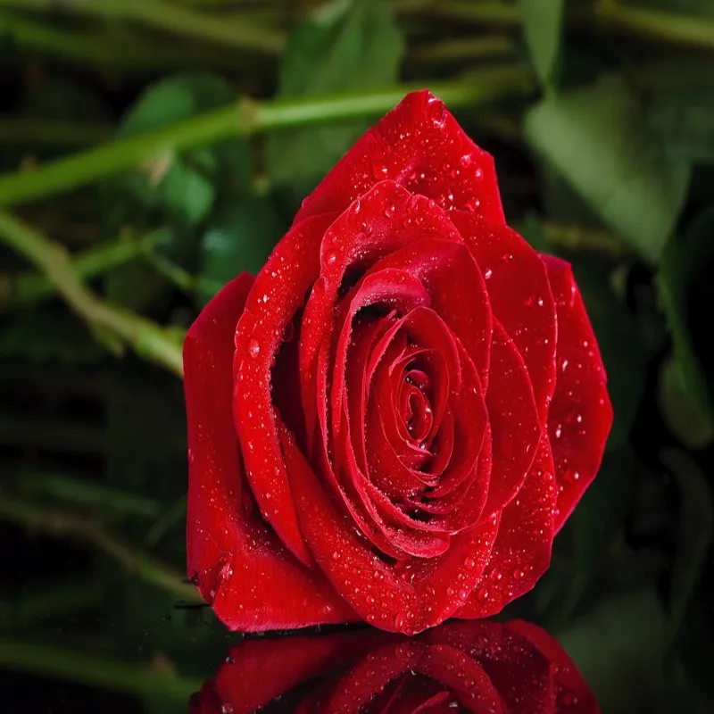 Фото обои романтические красные розы отражения ТВ настенные украшения росписи