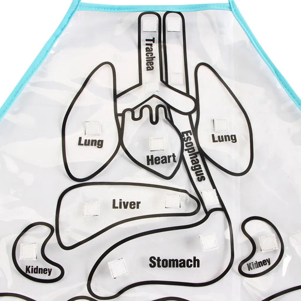 Educational Insights Toys For Children Anatomy Apron Human Body Organs Aware Kitchen Restaurant Bar Chef Cook Clean Tool HX062 | Дом и сад