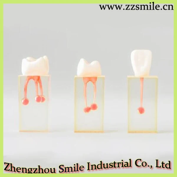 Dental Endo тренировочный блок M8004/модель практики для эндодонтического M8004/1 комплект