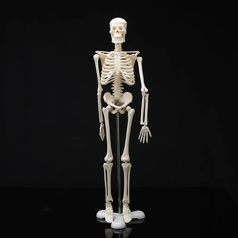 

45CM Human Anatomical Anatomy Skeleton Model Medical Wholesale Retail Poster Medical Learn Aid Anatomy Human Skeletal Model