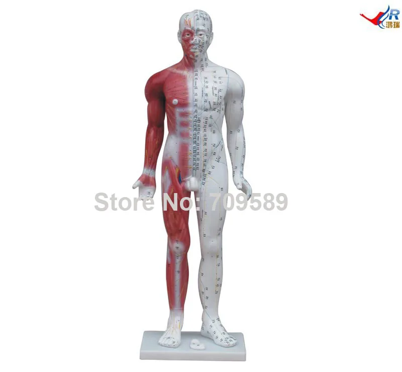 Акупунктурная модель человека 84 см | Канцтовары для офиса и дома