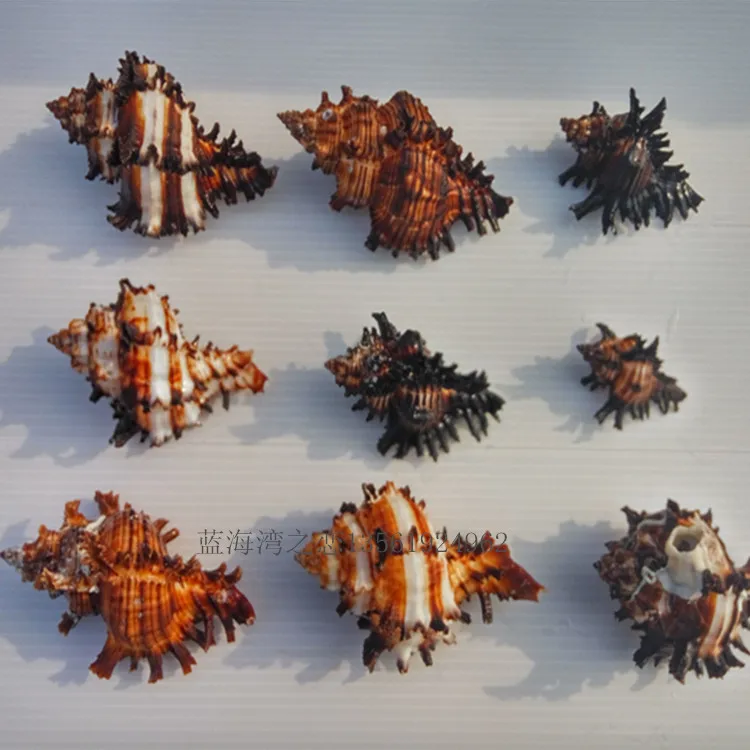 New Fashion Natural Conch Shell Conch Home Decoration Conch Hermit Crab Shell Micro-landscape Mediterranean Ornaments Specimens