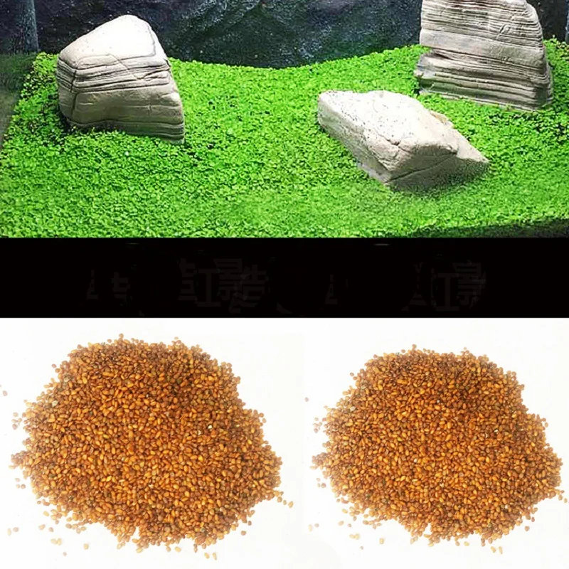 10 г сумка аквариум Hemianthus Callitrichoides семена травы мини листьев Fish Tank украшения