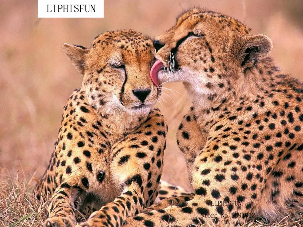 Полный Вышивка два для Львы Cheetah поделки алмазов картина 5D мозаика для квадратных алмазов горный хрусталь вышивки крестом