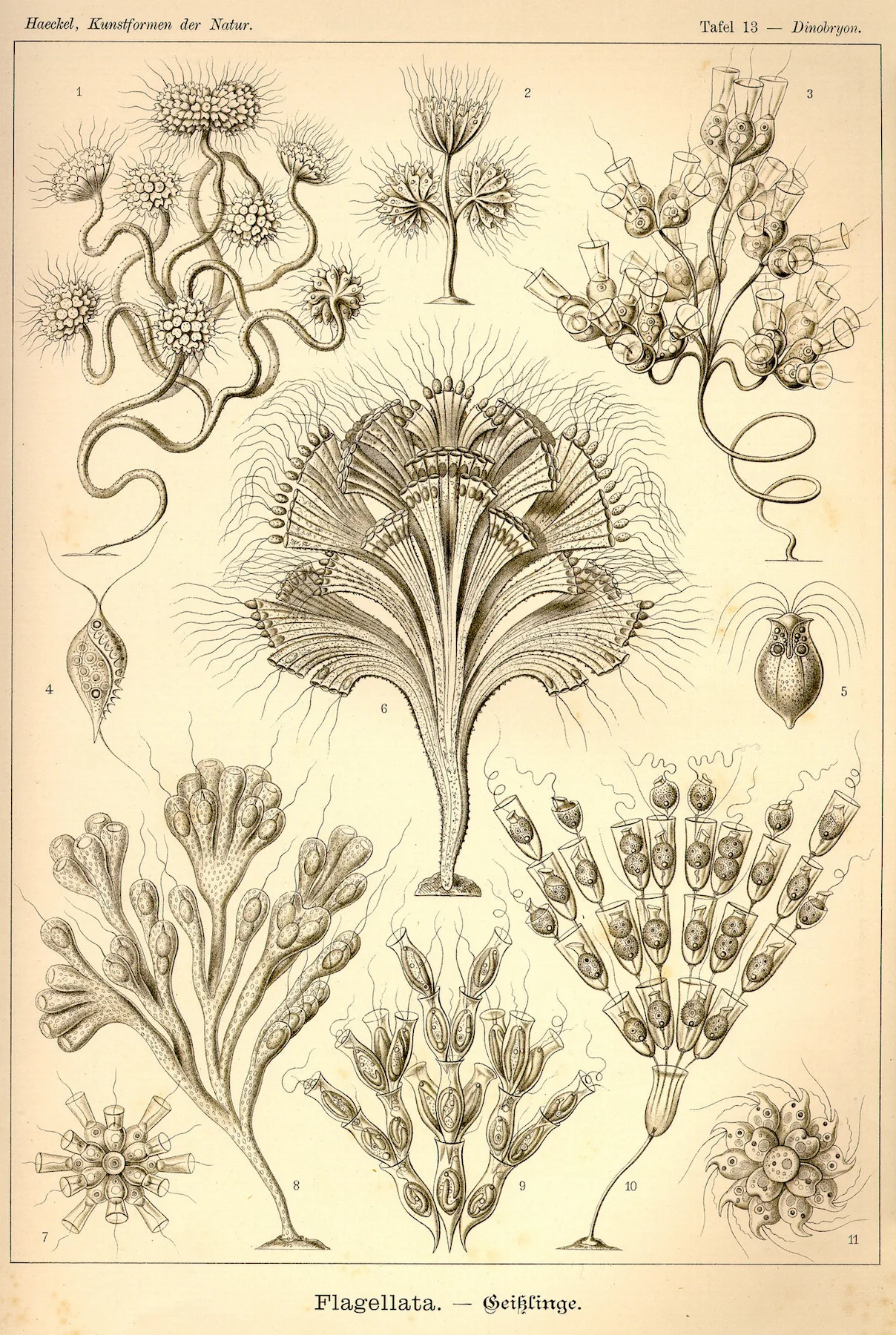 Винтажный художественный постер Ernst Haeckel классический холст настенные постеры