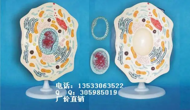 

Animal Cell Structure model Animal anatomy Biology Teaching Model free shipping