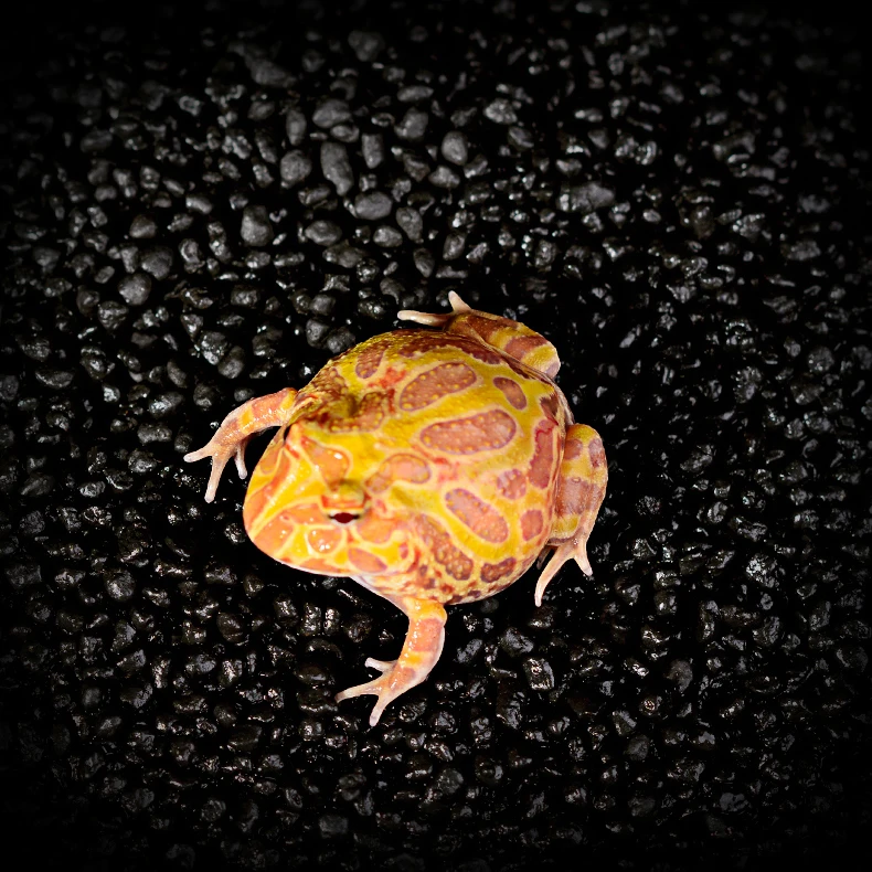 Рогатая лягушка подложка из активированного угля Террариум Vivarium амфибия легкая