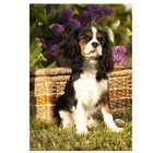 Diy 5d алмазная картина крестиком кавалер Кинг чарльз спаниель Украшение Искусство алмазные комплекты для вышивкимозаики ручной работы