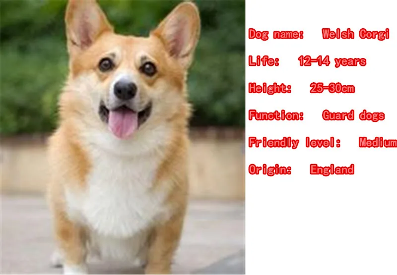 Ювелирные наборы Mdogm с валлийскими корги собаками животными ожерелье висячие