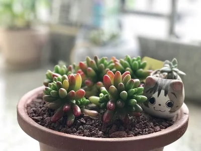 Cat Chi's Cat керамические горшки для растений микро милые мини суккуленты в горшке маленькие цветочные горшки кактус бонсай креативный мультфильм плантатор для дома