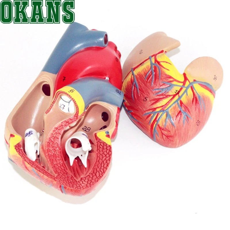 1: 1 модель сердца B ультразвуковая цветная кардиологическая медицина|heart model|heart