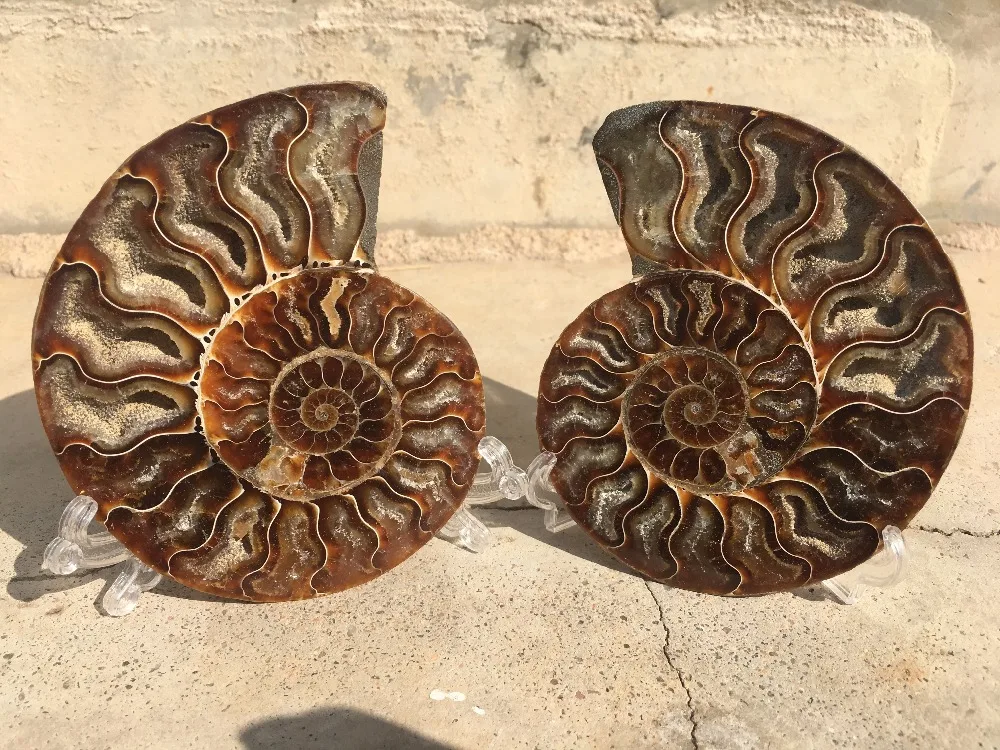 

234 г 1 шт. натуральный ломтик раковины полированный Fossil madasca
