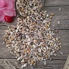 50 шт., маленькие раковины 0,9-1,3 см, материал для украшения дома, натуральные раковины для аквариума, ландшафт для аквариума