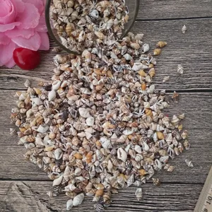 50 шт., маленькие раковины 0,9-1,3 см, материал для украшения дома, натуральные раковины для аквариума, ландшафт для аквариума