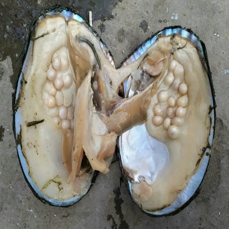 Лучшие рождественские подарки Big Monster Freshwater Oyster 20 30 натуральный жемчуг внутри