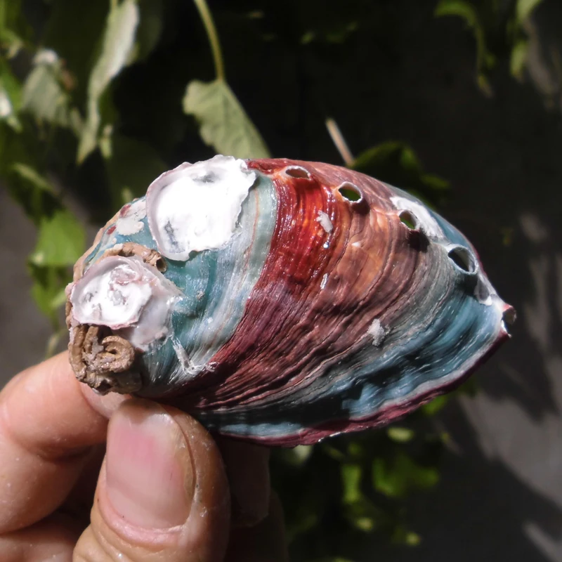 Натуральные красочные ракушки крафт аквариум декорирование креативный пляж