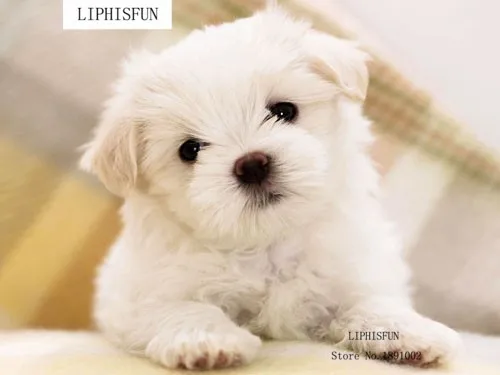 

5D Diamond Embroidery Animal Diamond Cross Stitch Resin Square Diamond Sets Unfinish Decorative Diy Diamond Painting Dog