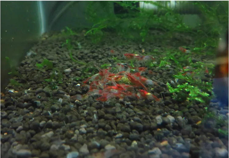 

Spinach granular snow crystal shrimp food feed 35 g one pack