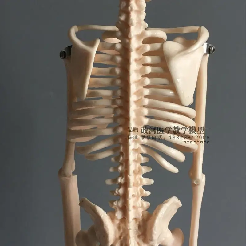 Модель скелета 45 см художественная модель человеческого тела|Медицинская наука|