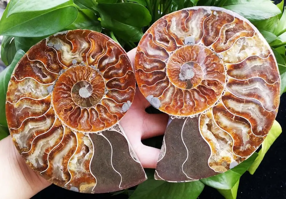 1Pair Half Cut Ammonite Shell Jurrassic Fossil Specimen Madagascar (XA6133) | Дом и сад
