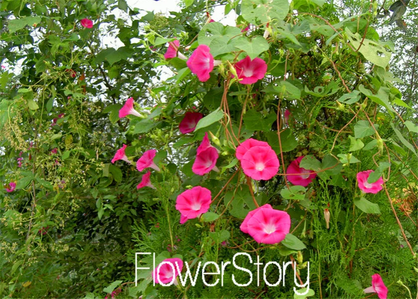 Лимонный ломтик Superbells calibachoa Petunia годовой Цветочный ЗАВОД, 100 растение в упаковке, 24 цвета на выбор,# WI1AJX