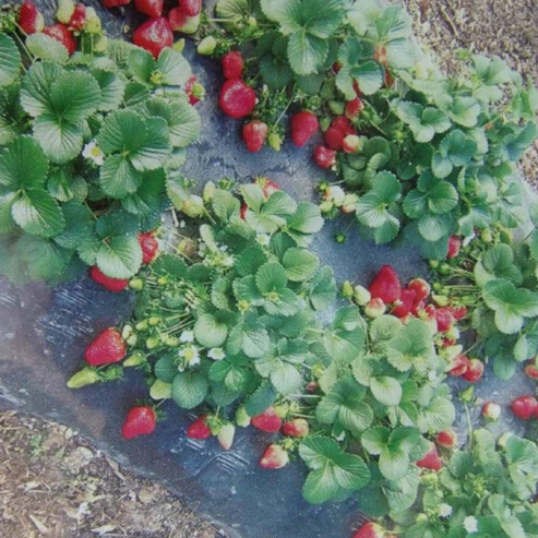 Черная сельскохозяйственная пленка клубника ПЭ Садовый цветок теплица