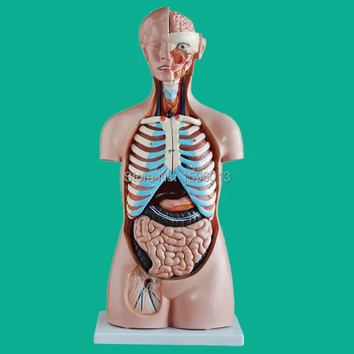 85 см Сексапильный торс с внутренними органами 20 частей модель человеческого