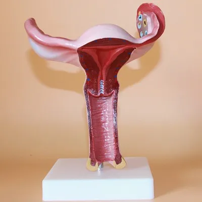 Женская матка репродуктивные органы искусственная живопись обучение бесплатная