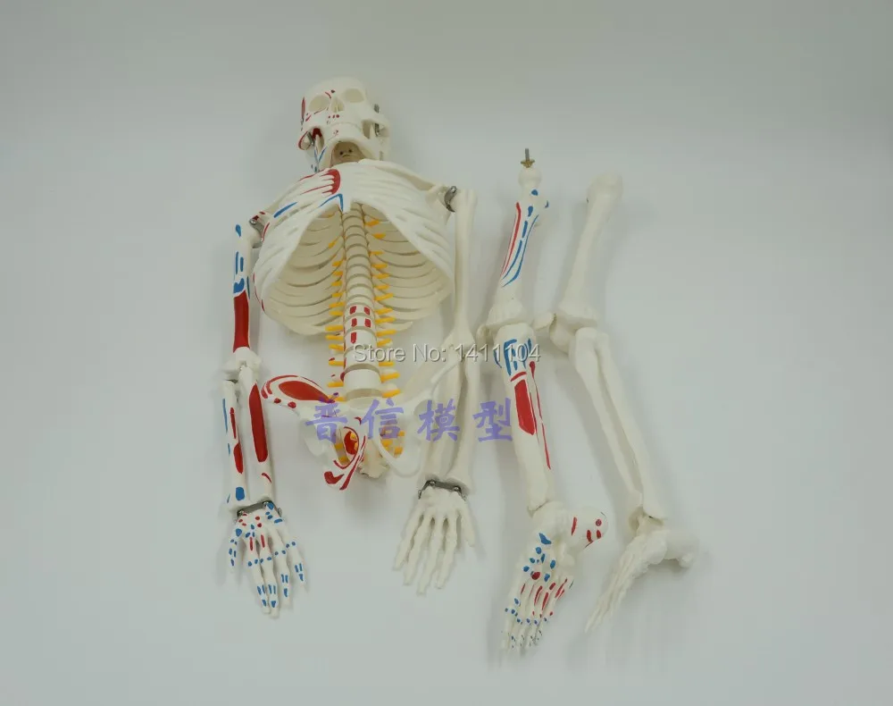 Бесплатная доставка и точка нагрузки мышц 85 см модель каркаса человеческого тела