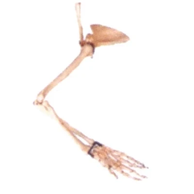 Arm bone scapula Collar bone model Medical standard upper limb bone skeleton model free shipping
