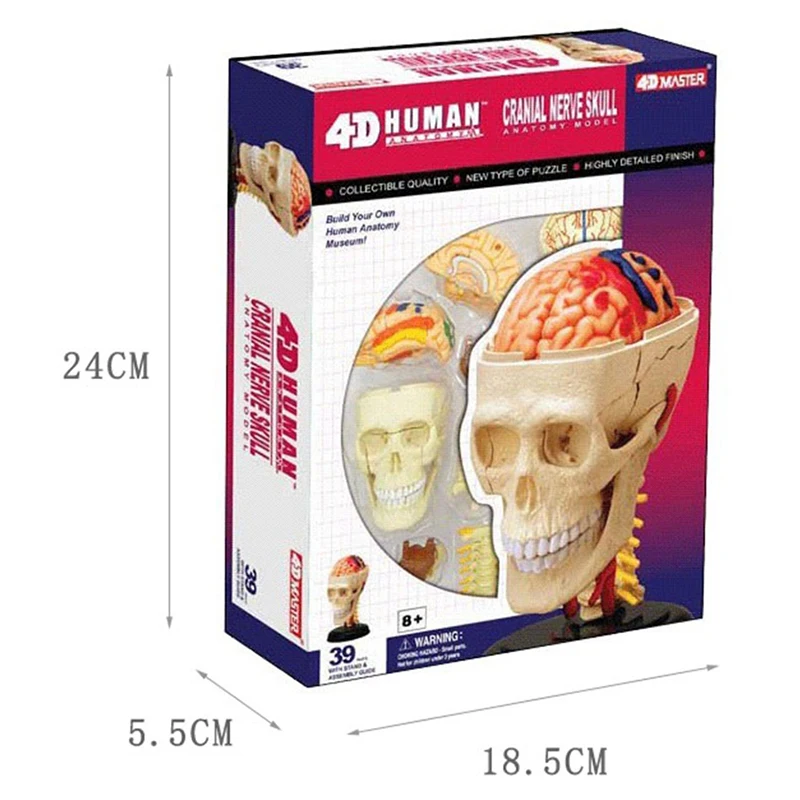 

4D Skull Intelligence Assembling Toy HumanOrgan Anatomy Model Medical