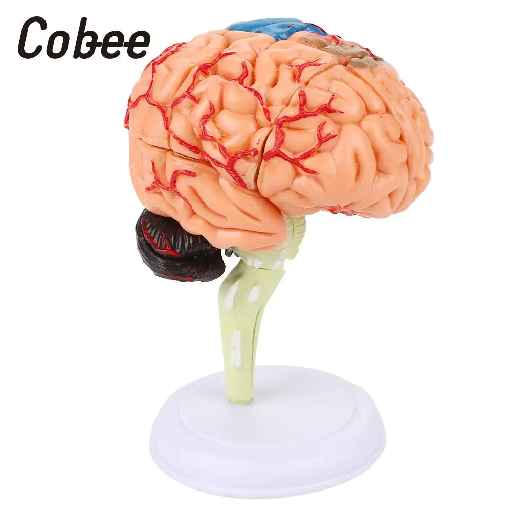 Школьная образовательная модель медицинская обучающая анатомии мозга 4D съемный
