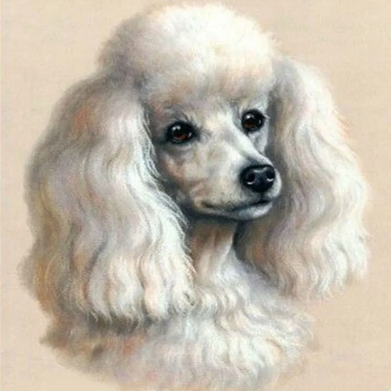 

Full diamond embroidery Cute poodle home decor,5d diamond painting cross stitch fashion diamond mosaic pictures of rhinestones